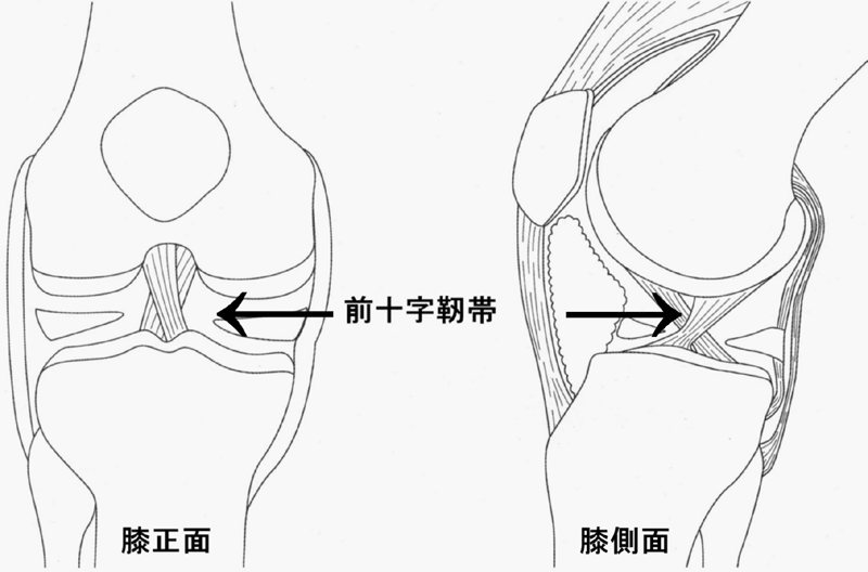 膝靭帯手術のすべて 膝靱帯手術のすべて | 越智 光夫 |本 | 通販 | Amazon